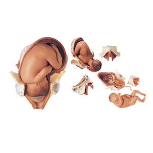 知能医学BIX-A42007足月胎儿分娩过程模型