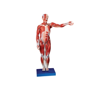 知能医学BIX-A1103全身肌肉解剖附内脏模型（170cm）