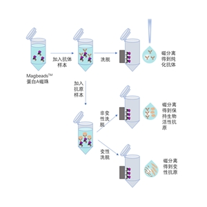 1 um/蛋白A磁珠