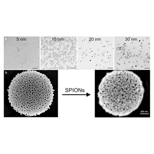 Superparamagnetic iron oxide nanoparticles（10nm）