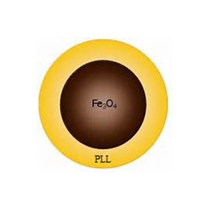 PLL coating Fe3O4 nanoparticles（10nm）（粒径：10nm；多聚赖氨酸包裹超顺磁性纳米颗粒）