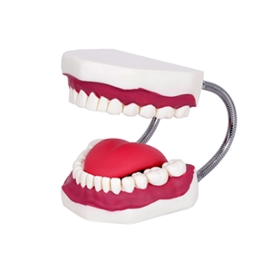 欣曼 口腔牙齿护理模型 XM-KQ