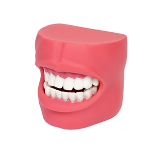欣曼 牙护理保健模型（带脸颊） XM-KQ2