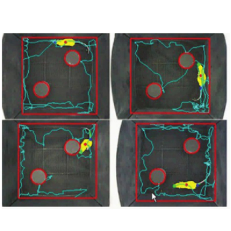 新物体认知视频分析系统（4大鼠）