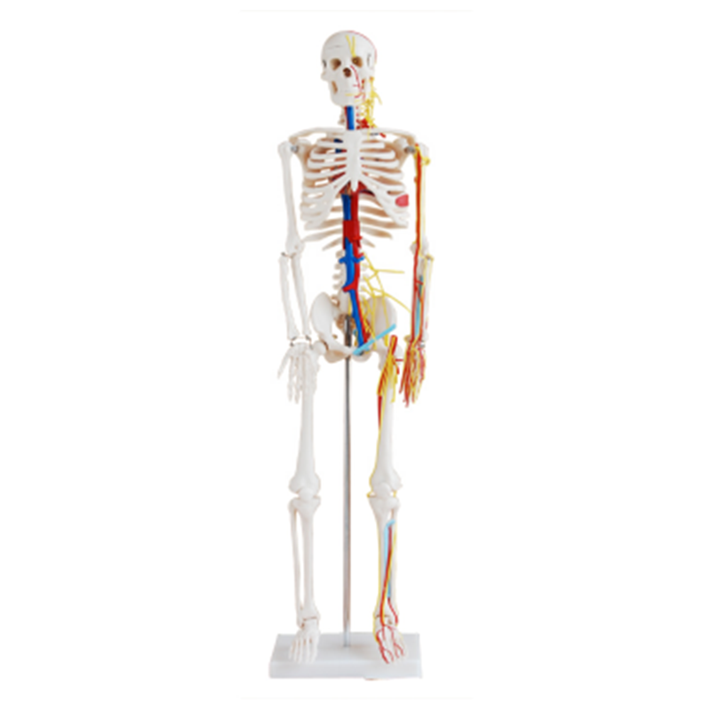 知能医学BIX-A1005人体骨骼带心脏与血管模型85CM（人体骨骼带心脏与血管模型85CM）