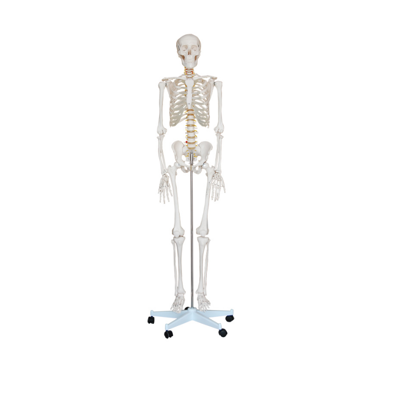知能医学BIX-A1001人体骨骼模型180CM（人体骨骼模型180CM）