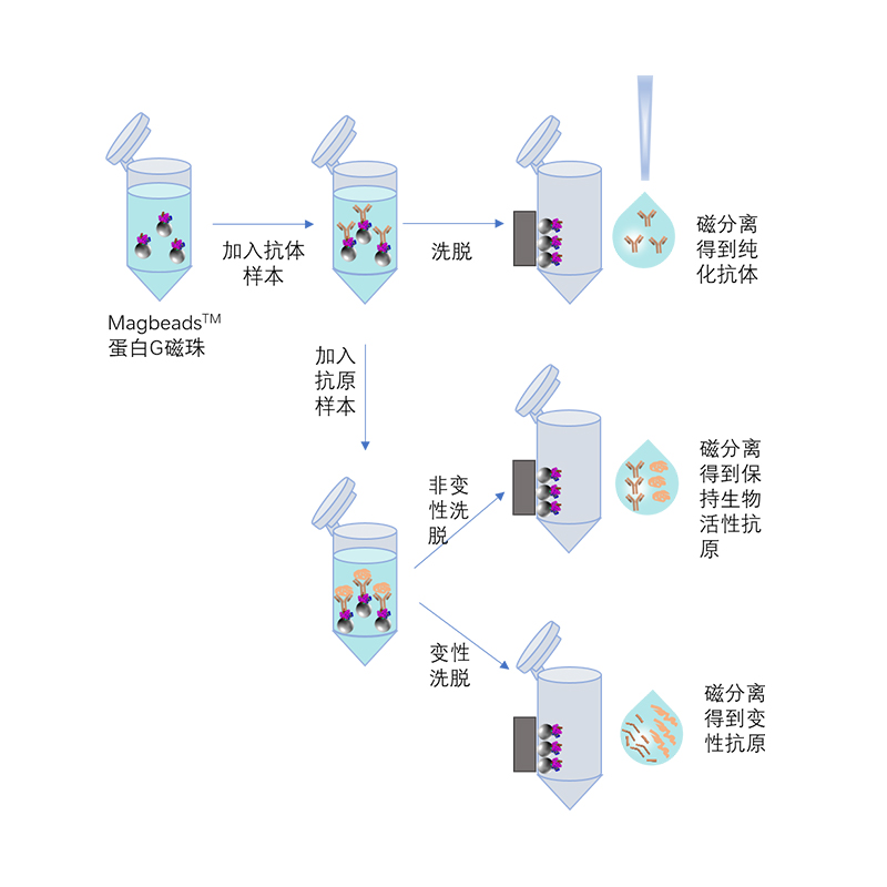 1 um/蛋白A/G磁珠