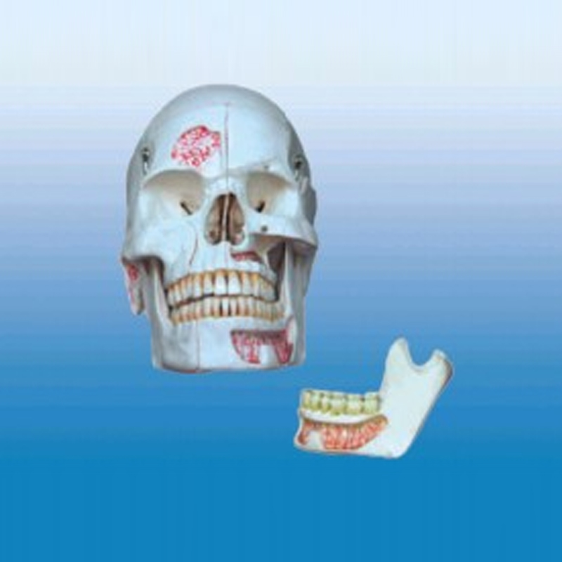 仿真头颅骨（十部分）